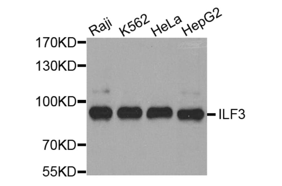 Anti-ILF3 Antibody from Bioworld Technology (BS7146) - Antibodies.com