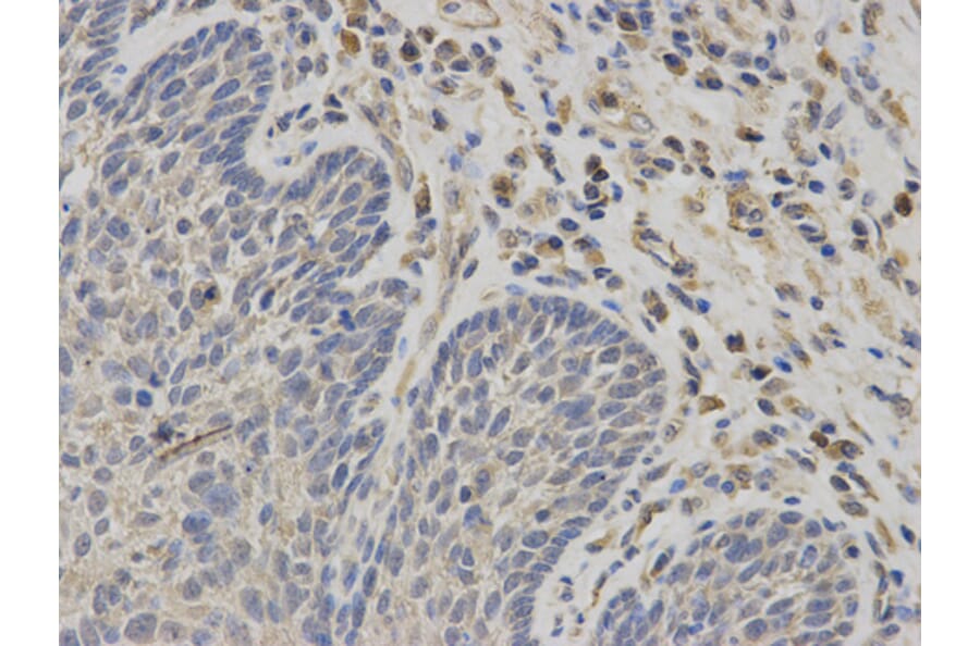 Anti-MB67 Antibody from Bioworld Technology (BS7155) - Antibodies.com