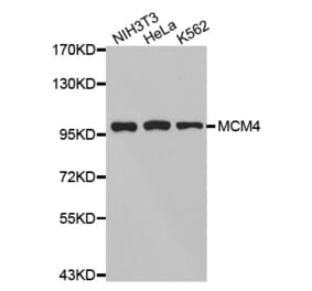 Anti-MCM4 Antibody from Bioworld Technology (BS7158) - Antibodies.com
