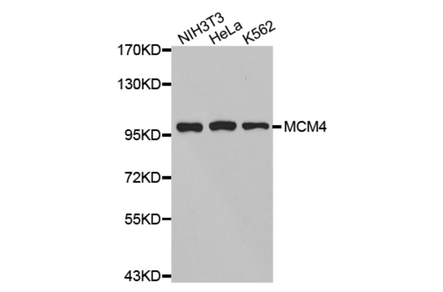 Anti-MCM4 Antibody from Bioworld Technology (BS7158) - Antibodies.com