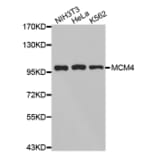 Anti-MCM4 Antibody from Bioworld Technology (BS7158) - Antibodies.com