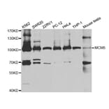 Anti-MCM5 Antibody from Bioworld Technology (BS7159) - Antibodies.com