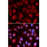 Anti-MCM5 Antibody from Bioworld Technology (BS7159) - Antibodies.com