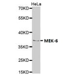 Anti-MEK-6 Antibody from Bioworld Technology (BS7161) - Antibodies.com