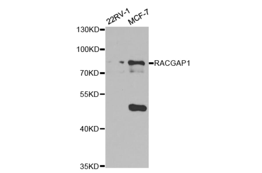 Anti-MgcRacGAP Antibody from Bioworld Technology (BS7163) - Antibodies.com