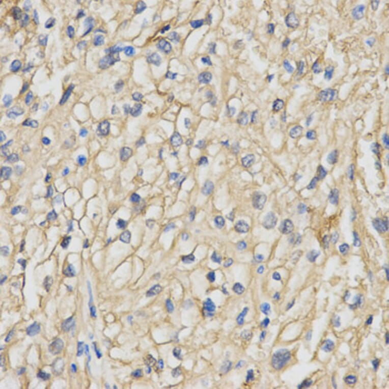 Anti-MgcRacGAP Antibody from Bioworld Technology (BS7163) - Antibodies.com