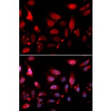 Anti-MgcRacGAP Antibody from Bioworld Technology (BS7163) - Antibodies.com