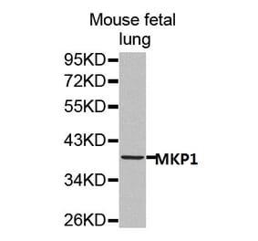 Anti-MKP1 Antibody from Bioworld Technology (BS7166) - Antibodies.com