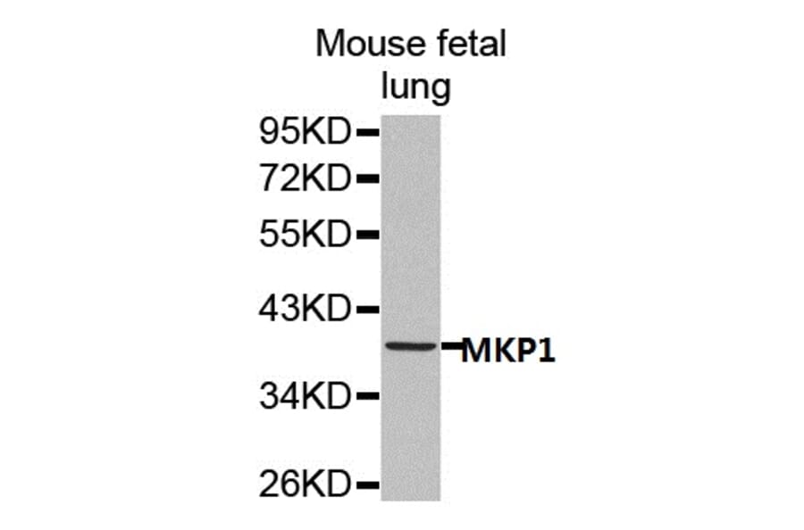 Anti-MKP1 Antibody from Bioworld Technology (BS7166) - Antibodies.com