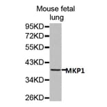 Anti-MKP1 Antibody from Bioworld Technology (BS7166) - Antibodies.com