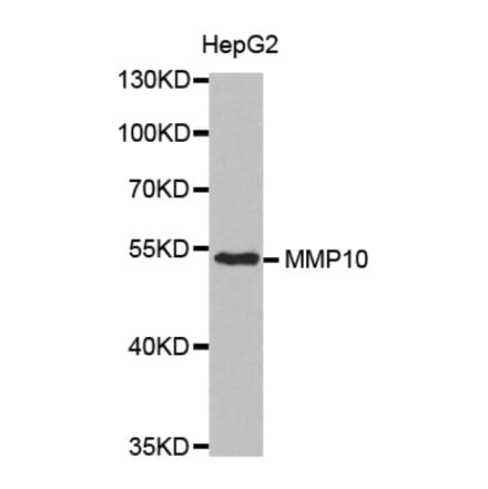 Anti-MMP-10 Antibody from Bioworld Technology (BS7167) - Antibodies.com