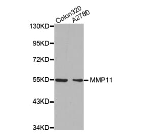 Anti-MMP-11 Antibody from Bioworld Technology (BS7168) - Antibodies.com