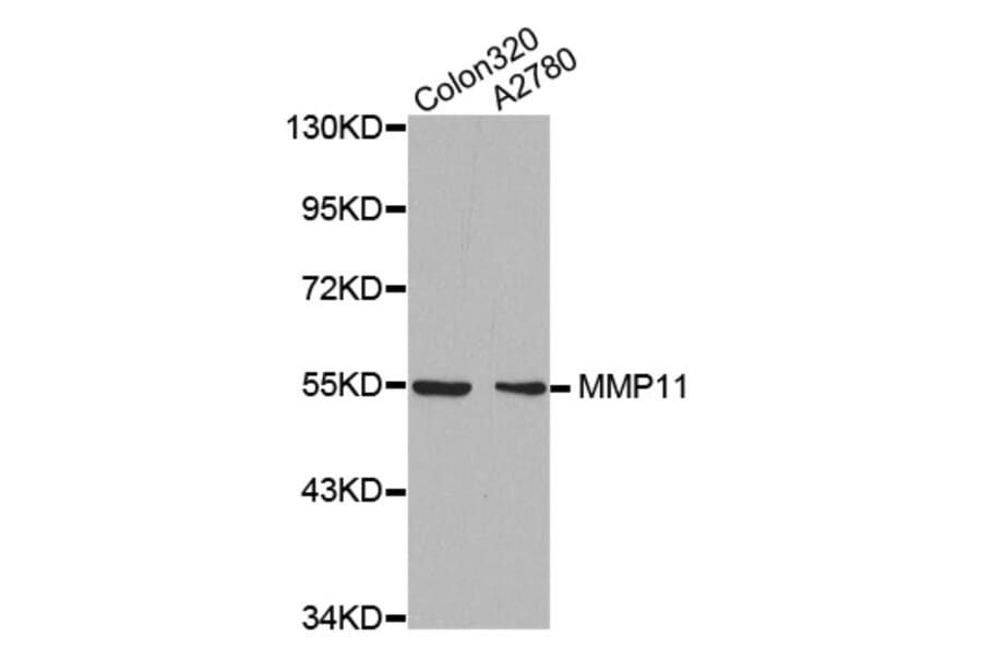 Anti-MMP-11 Antibody from Bioworld Technology (BS7168) - Antibodies.com