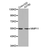 Anti-MMP-11 Antibody from Bioworld Technology (BS7168) - Antibodies.com