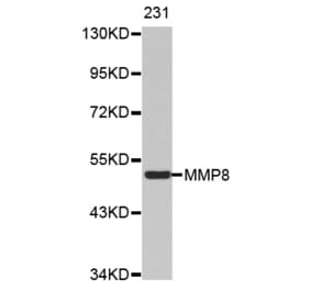 Anti-MMP-8 Antibody from Bioworld Technology (BS7169) - Antibodies.com