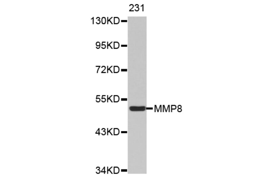 Anti-MMP-8 Antibody from Bioworld Technology (BS7169) - Antibodies.com