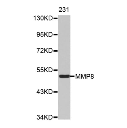 Anti-MMP-8 Antibody from Bioworld Technology (BS7169) - Antibodies.com