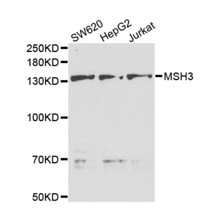 Anti-MSH3 Antibody from Bioworld Technology (BS7171) - Antibodies.com