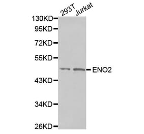 Anti-NSE/Enolase Antibody from Bioworld Technology (BS7180) - Antibodies.com