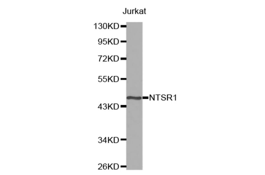 Anti-NTR1 Antibody from Bioworld Technology (BS7183) - Antibodies.com