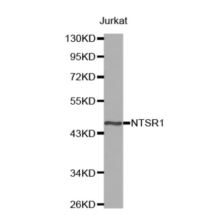 Anti-NTR1 Antibody from Bioworld Technology (BS7183) - Antibodies.com