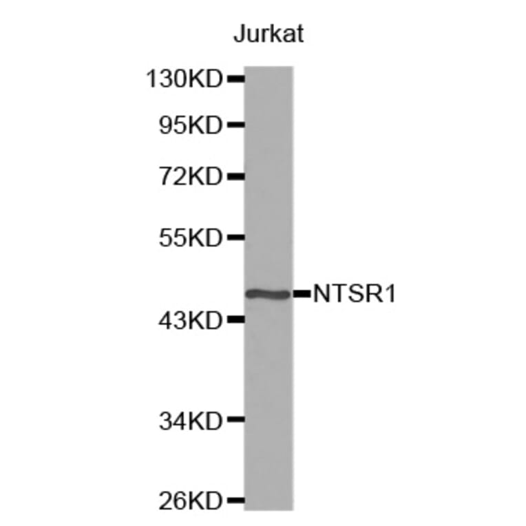 Anti-NTR1 Antibody from Bioworld Technology (BS7183) - Antibodies.com