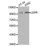 Anti-Ob-R Antibody from Bioworld Technology (BS7184) - Antibodies.com