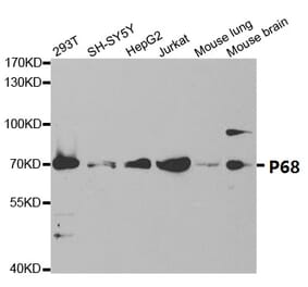 Anti-p68 RNA Helicase Antibody from Bioworld Technology (BS7186) - Antibodies.com