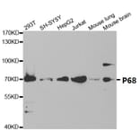 Anti-p68 RNA Helicase Antibody from Bioworld Technology (BS7186) - Antibodies.com