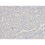 Anti-p68 RNA Helicase Antibody from Bioworld Technology (BS7186) - Antibodies.com