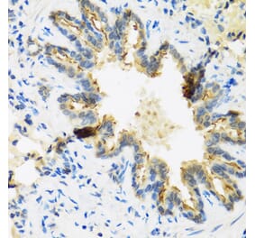 Anti-DEFB4 Antibody from Bioworld Technology (BS7188) - Antibodies.com