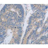 Anti-PAR4 Antibody from Bioworld Technology (BS7189) - Antibodies.com