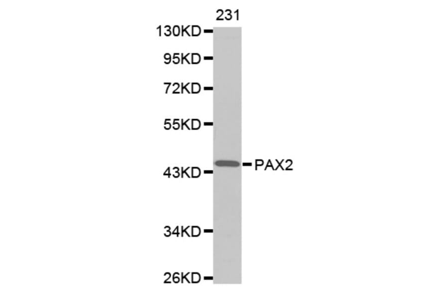 Anti-Pax-2 Antibody from Bioworld Technology (BS7191) - Antibodies.com