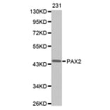 Anti-Pax-2 Antibody from Bioworld Technology (BS7191) - Antibodies.com