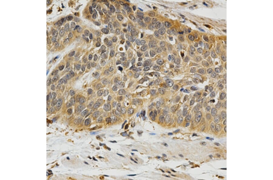 Anti-PLK1 Antibody from Bioworld Technology (BS7198) - Antibodies.com