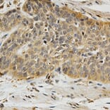 Anti-PLK1 Antibody from Bioworld Technology (BS7198) - Antibodies.com