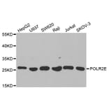 Anti-POLR2E Antibody from Bioworld Technology (BS7199) - Antibodies.com