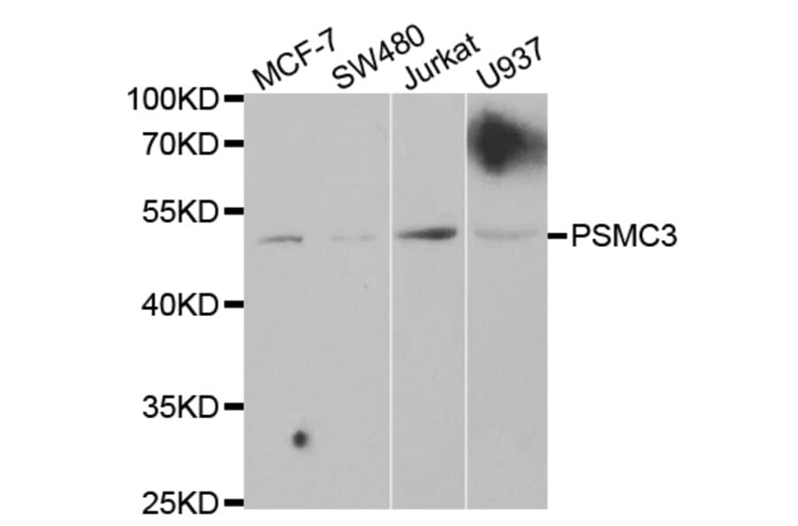 Anti-PSMC3 Antibody from Bioworld Technology (BS7204) - Antibodies.com