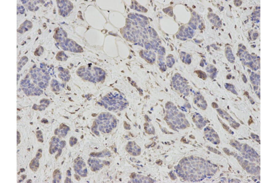 Anti-PSMC6 Antibody from Bioworld Technology (BS7205) - Antibodies.com