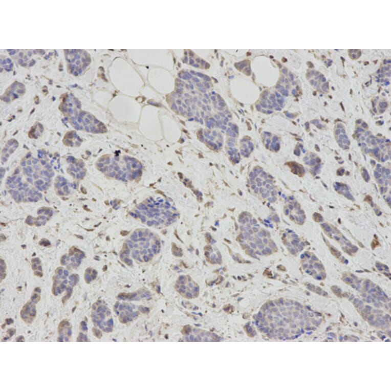 Anti-PSMC6 Antibody from Bioworld Technology (BS7205) - Antibodies.com