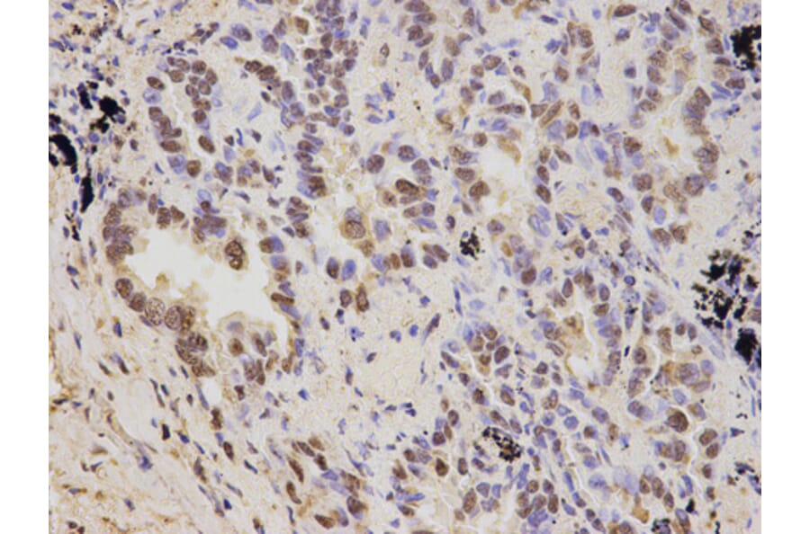 Anti-PSMD2 Antibody from Bioworld Technology (BS7206) - Antibodies.com