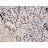 Anti-PSMD2 Antibody from Bioworld Technology (BS7206) - Antibodies.com