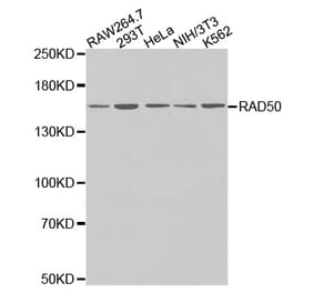 Anti-Rad50 Antibody from Bioworld Technology (BS7212) - Antibodies.com