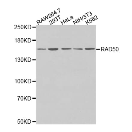 Anti-Rad50 Antibody from Bioworld Technology (BS7212) - Antibodies.com