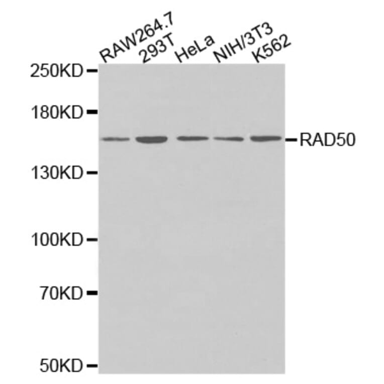 Anti-Rad50 Antibody from Bioworld Technology (BS7212) - Antibodies.com