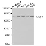 Anti-Rad50 Antibody from Bioworld Technology (BS7212) - Antibodies.com