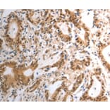 Anti-Rad50 Antibody from Bioworld Technology (BS7212) - Antibodies.com
