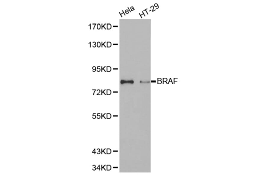 Anti-Raf-B Antibody from Bioworld Technology (BS7213) - Antibodies.com