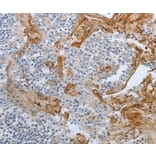 Anti-Raf-B Antibody from Bioworld Technology (BS7213) - Antibodies.com