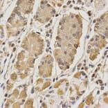 Anti-SDCBP Antibody from Bioworld Technology (BS7219) - Antibodies.com